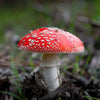 Amanita Muscaria Mushroom Tincture