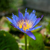 Blue Lotus Herbal Tincture