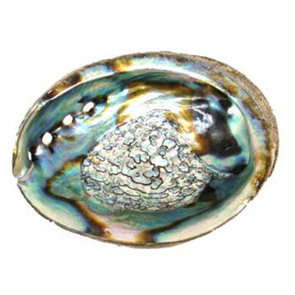 Abalone Smudging Shell 5 - 6” - Zinzeudo Infinite Wellness